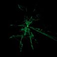 Scanic Ray Gun 30 G Thumbnail 3