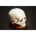 Dr. No Effects Skull Fuzz Limited Edition Thumbnail 2