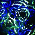 FUTURELIGHT EVO-7 Kaleidosscope Lichteffekt Thumbnail 6