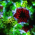 FUTURELIGHT EVO-7 Kaleidosscope Lichteffekt Thumbnail 9
