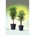Ficus-Benjamini 1260 Blätter 210cm Thumbnail 1