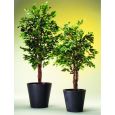 Ficus-Benjamini Multi-St./Topf 5000Bl./3m Thumbnail 1