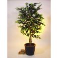 Ficus offene dichte Krone, m. Topf 180cm Thumbnail 1