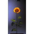 Sonnenblume -lSunshine- klein     75cm Thumbnail 1