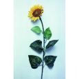 Sonnenblume -lSunshine- klein     75cm Thumbnail 2