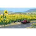 6003 Sonnenblumenfeld Thumbnail 1