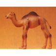 47532 Dromedar jung Thumbnail 1