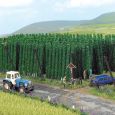 1215 H0 Hopfen Thumbnail 2