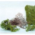 1530 Büsche, 2-6 cm hoch (15 Stück) Thumbnail 1