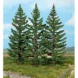 2129 Bergfichten, 20 cm hoch (3 Stück) Thumbnail 1