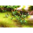 14056 Feld- und Wiesenpflanzen, 17 Pflanzen Thumbnail 1