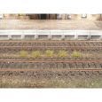 1802 Grasbüschel Herbst (100 Stück) Thumbnail 1