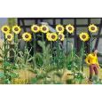 1261 Riesen-Sonnenblumen Thumbnail 1