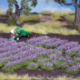07136 Lavendel Thumbnail 1