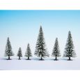 26928 Schneetannen 5-14 cm hoch (10 Stück) Thumbnail 1