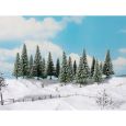 24682 Schneetannen 14-18 cm hoch (6 Stück) Thumbnail 1