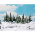 24681 Schneetannen 10-14 cm hoch (16 Stück) Thumbnail 1