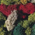 170730 Islandmoos, gemischt, verschiedene Farben, 80 g Thumbnail 1
