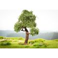21768 micro-motion Baum mit Schaukel Thumbnail 1