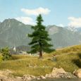 21810 Nordmanntanne 12cm Thumbnail 1