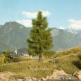 21816 Fichte 14,5 cm Thumbnail 1