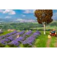 181279 Lavendelfeld Thumbnail 1