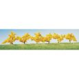 181475 Forsythien, gelb blühend (6 Stück) Thumbnail 1