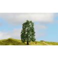 20110 Eiche, 15 cm hoch Thumbnail 2