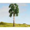 20141 Kiefer ,18 cm hoch Thumbnail 2