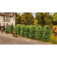 21547 Thuja-Hecke Thumbnail 2