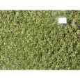 940-22S Trauerweidenlaub Thumbnail 1