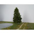 273-52 Fichte Thumbnail 1