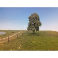 240-62 Trauerweide Thumbnail 1