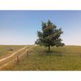 226-42 Apfelbaum Thumbnail 1