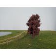 222-42 Blutbuche Thumbnail 1