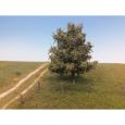 220-62 Buche Thumbnail 1