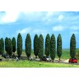 6229 Pappeln 95 und 120 mm hoch (10 Stück) Thumbnail 1