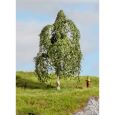 20121 Hängebirke, 12 cm hoch Thumbnail 1