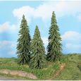21800 3 Wetterfichten 18-22 cm Thumbnail 1