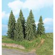 21801 6 Wetterfichten 14-18 cm Thumbnail 1