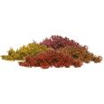 WL165 Islandmoos, Herbstmix, 80 g Thumbnail 1