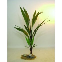 Cocospalmen-Setzling 150cm