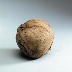 Cocosnuss zu Dekozwecken