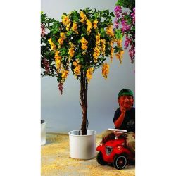 Goldregenbaum-Set Topf&Blähton gelb 180cm