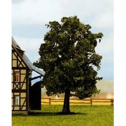 21690 Hainbuche, 13 cm hoch