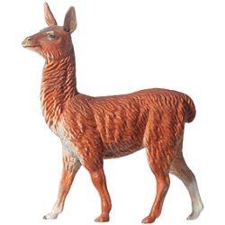47528 Lama jung 1:22,5