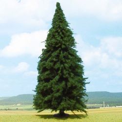2341 Tanne, 25 cm hoch