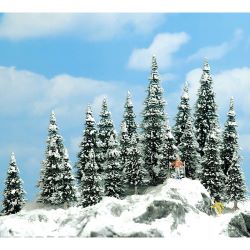 6466 Schneetannen, 60 bis 135 mm hoch (20 Stück)