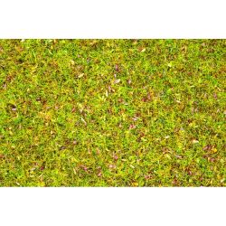 08155 Streugras Blumenwiese, 120 g