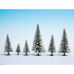 26928 Schneetannen 5-14 cm hoch (10 Stück)